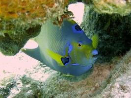 65 Queen Triggerfish IMG 3540